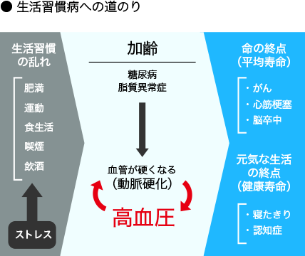 ●生活習慣病への道のり　生活習慣の乱れ→加齢→命の終点（平均寿命）